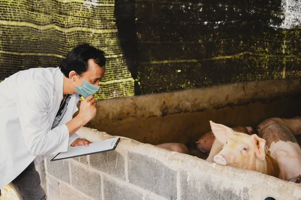 Male veterinarian from the department livestock development inspects pig farms to study information to study hygienic farming system that is safe from contagious diseases and epidemics in pig farms.