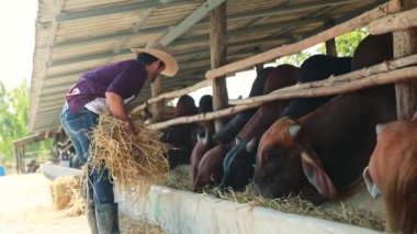 Sığır çiftliği endüstrisi: Çiftlikte mutlu ve ilgili erkek çiftçi inek ahırında saman yetiştirerek inekleri gün boyunca özenle besliyor ve inekleri sağlıklı tutuyordu..