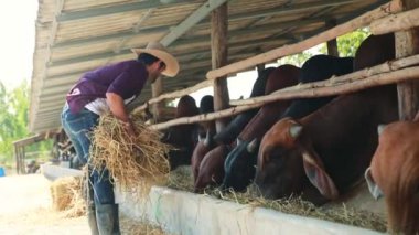 Cattle farm industry : Happy and attentive male farmer on the farm raising cows with hay in the cow shed diligently feeding the cows during the day to keep the cows healthy.