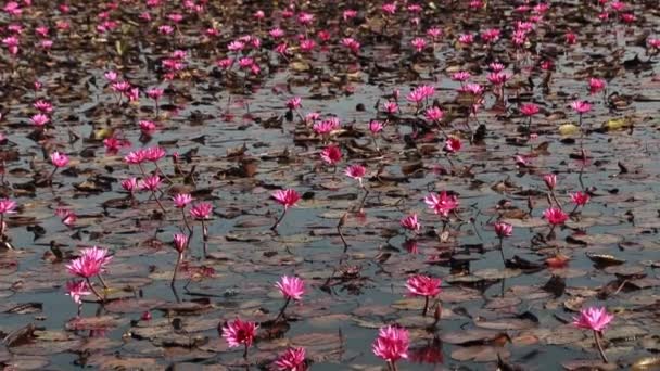 Blooming Lotus Numerous Tropical Water Lilies Blooming Purplish Pink Pond — Stock video
