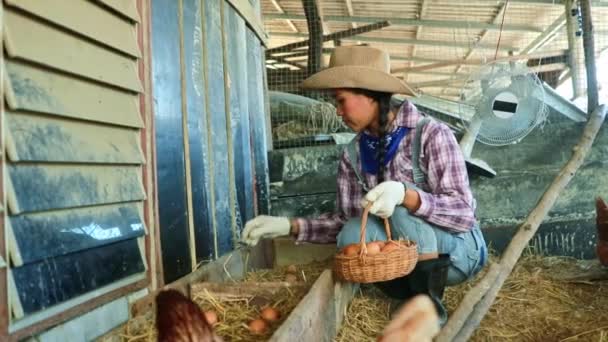 Asian Female Farmer Worker Laying Hens Sits Collecting High Quality — Vídeo de stock