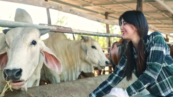 Beef Cattle Farm Business Happy Asian Female Farmer Sits Feeds — Stock Video