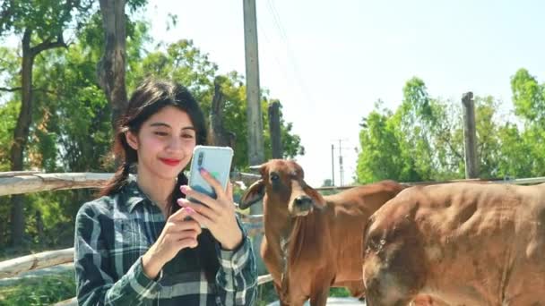 Mujer Agricultora Asiática Cargo Ganadería Bovina Posa Para Las Vacas — Vídeos de Stock