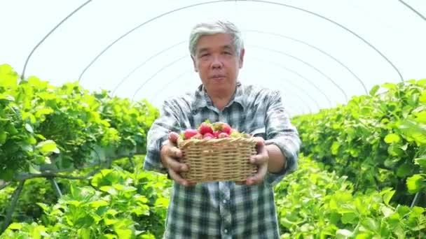 Ouderen Aziatische Mannelijke Landbouwer Gezonde Bedrijf Mand Van Verse Rode — Stockvideo