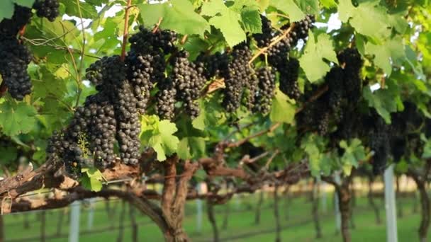 Kupa Dojrzałych Fioletowych Winogron Plantacji Ogrodowej Stosowanej Przemyśle Czerwonego Wina — Wideo stockowe
