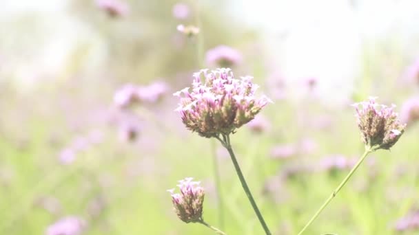 春天里 紫色粉红的马鞭草在春天里飘扬 轻风徐徐飘扬 美丽地在马鞭草地里飘扬 — 图库视频影像
