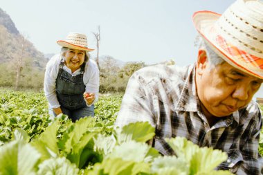 Kırsal bir bölgede çilek çiftliği olan yaşlı çiftçi çift ekin yetiştiriyor. Ekolojik turizm ve gıda üretimi için Trawberry çiftliği, özenle taze çilek hasat ediyor..