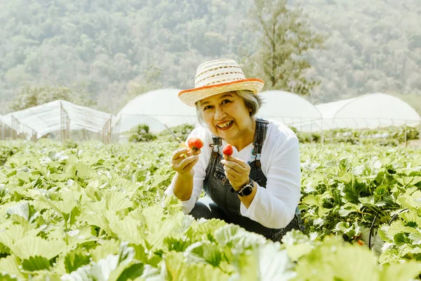 Portrait senior businesswoman farm business owner grows strawberries in a rural farm field sitting harvesting red, ripe strawberries in the orchard to sell to tourists and be processed into products.