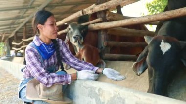 Asyalı kadın çiftçiler, Brahman sığır çiftlikleri için dengeli besin takviyeleriyle inekleri beslemeye özen gösterirler. Gülümseyerek yemek yerler. Tayland 'da kırsal bölgelerdeki ineklere bakarlar..