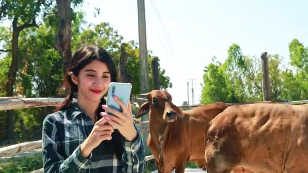 Ganadera Toma Fotos Vacas Las Envía Los Clientes Para Que — Vídeo de stock