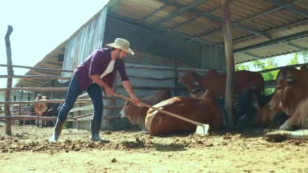 白人男工 婆罗门牛肉农场的牧牛人 在户外用耙清理畜栏里的牛粪 清理畜栏里的牛粪 为农业收集粪肥 — 图库视频影像
