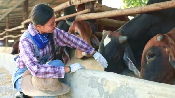 Aziatische Vrouwelijke Boeren Zorgen Ervoor Koeien Voeden Met Evenwichtige Voedingssupplementen — Stockvideo