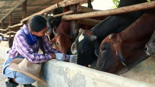 Asian Female Farmer Raising Cows Stables Sitting Watching Affection Tame — Stock Video