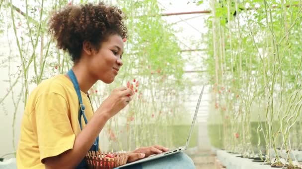 農家の仕事の女性 アフリカ系アメリカ人の十代の若者たちおいしい熟した赤いトマトを食べながら 温室栽培のチェリートマトを栽培農家の顧客の注文を調整ノートパソコンで作業良い気分 — ストック動画