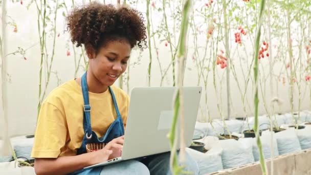 農家ビジネス女性 陽気なアフリカ系アメリカ人ティーン作業ノートパソコン温室農場成長チェリートマトの顧客の注文を調整 — ストック動画