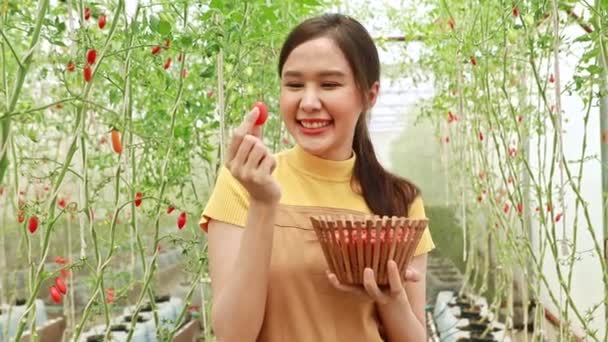 Farmer Businesswoman Azjatycki Dobry Nastrój Rolnictwa Uprawy Pomidory Winogrona Czerwone — Wideo stockowe