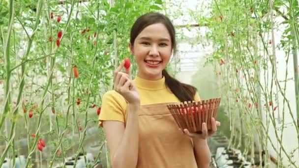 농사를 농부들은 기분좋게 토마토를 재배하고 토마토는 열매를 — 비디오