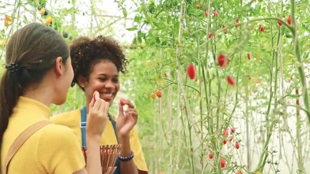 陽気な若いアジアとアフリカ系アメリカ人の農家の女性が温室内の小さな木製のバスケットに有機チェリートマトを選ぶ 農場で成長しているチェリートマトの2人の若い女性 食品ビジネス — ストック動画