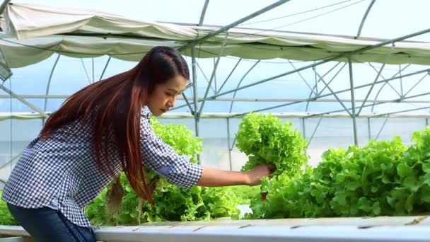 Pretty Asian Woman Hydroponic Vegetable Farm Organic Farm Walking Picking — Stock Video