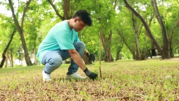 Hombre Guapo Asiático Ofrece Voluntario Para Plantar Árboles Para Preservar — Vídeo de stock