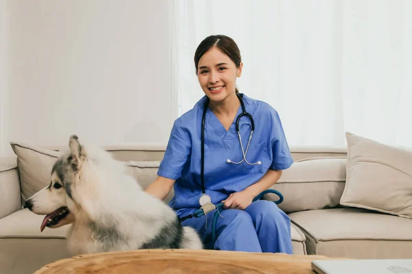 Beautiful Asian female veterinarian loving dog in uniform and stethoscope sitting sofa in clinic with care dog cute siberian husky : Happy veterinarian checking pet health in modern clinic.