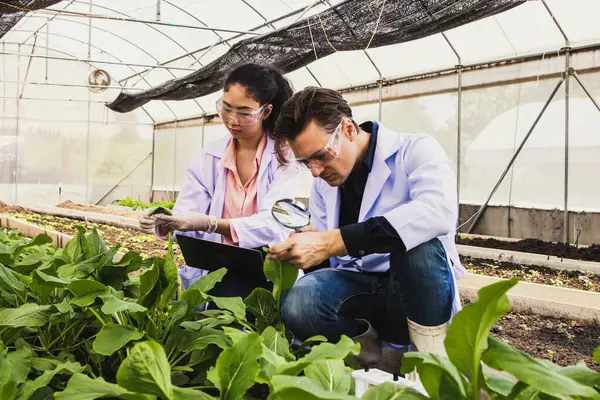 Beyaz önlüklü iki uzman tarım araştırmacısı seradaki ekinleri analiz etmek için büyüteç kullanıyorlar. Bu sayede akıllı tarım teknolojileri dizüstü bilgisayarlarında veri olarak depolanacak olan büyümeyi takip edebilecekler..