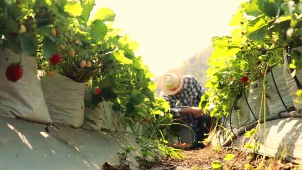 Senior Aziatische Mannelijke Boer Boerderij Ondernemer Teelt Aardbeien Outdoor Kwekerij — Stockvideo