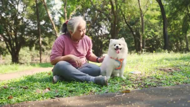 一个心地善良的亚洲老妇人坐着 抚摸着一只可爱的白毛绒小狗的毛茸茸的毛 那只毛茸茸的毛茸茸的毛茸茸的毛茸茸的毛伴随着她欢快地在公园里散步 — 图库视频影像