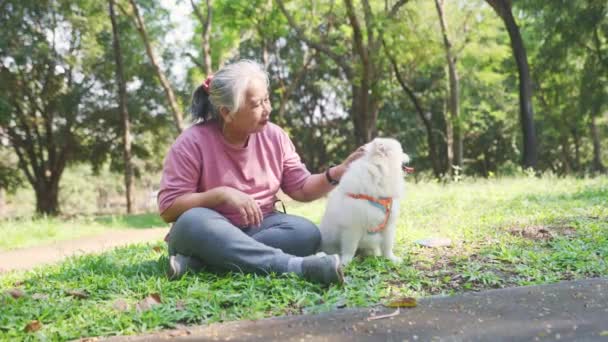Starší Asijská Žena Seděla Hladila Chlupatou Srst Roztomilého Bílého Chlupatého — Stock video
