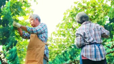 Asyalı yaşlı bir çift, kırmızı şarap yetiştirirken, çiftliklerini dikkatle incelerler. Ellerinde, hasarı önlemek için ağla kaplanmış üzümleri kontrol etmek için bir tablet bulundururlar..
