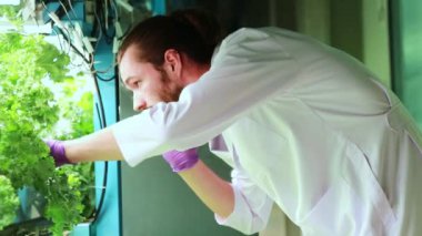 Erkek araştırmacılar, güneş pilleri fotovoltaik güneş panellerinden elde edilen LED büyüyen ışıkları kullanarak sağlıklı büyüme kimyasallarını gözlemleyen kapalı hipofonik sebze çiftliğinin bakımını ele aldıklarını rapor ediyorlar..