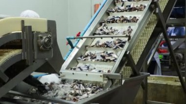 Taze uskumru hammaddesi kafa kesimi ile taşınır soğuk su aracılığı ile taşıma bandından geçer konserve departmanını konserve balık fabrikasına göndermeden önce taze balık bakımını sürdürür..