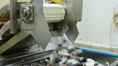 Taze uskumru hammaddesi kafa kesimi ile taşınır soğuk su aracılığı ile taşıma bandından geçer konserve departmanını konserve balık fabrikasına göndermeden önce taze balık bakımını sürdürür..