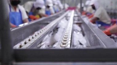 Eldiven takan ve keskin bıçak kullanan kadın işçiler sardalya başlarını kesiyor. Tahta kesiyor. Temiz iş alanı..