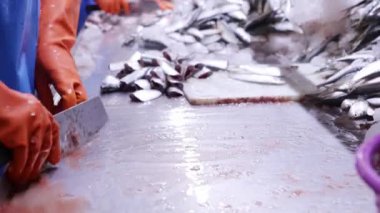 Eldiven takan ve keskin bıçak kullanan kadın işçiler sardalya başlarını kesiyor. Tahta kesiyor. Temiz iş alanı..