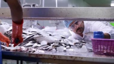 Erkek üretim hattı yöneticisi sardalya hammaddesini dikkatle inceliyor ve konserve balık ve surimi fabrikasının kalitesini sağlamak için taze balık seçimi çalışmalarını denetliyor..