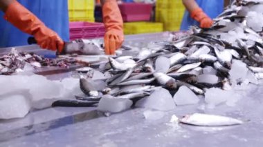 Eldiven takan ve keskin bıçak kullanan kadın işçiler sardalya başlarını kesiyor. Tahta kesiyor. Temiz iş alanı..