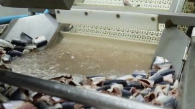 Taze uskumru hammaddesi kafa kesimi ile taşınır soğuk su aracılığı ile taşıma bandından geçer konserve departmanını konserve balık fabrikasına göndermeden önce taze balık bakımını sürdürür..