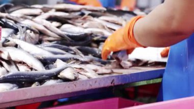 Eldiven takan ve keskin bıçak kullanan kadın işçiler sardalya başlarını kesiyor. Tahta kesiyor. Temiz iş alanı..