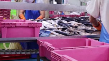 Eldiven takan ve keskin bıçak kullanan kadın işçiler sardalya başlarını kesiyor. Tahta kesiyor. Temiz iş alanı..