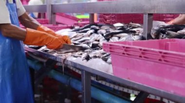 Eldiven takan ve keskin bıçak kullanan kadın işçiler sardalya başlarını kesiyor. Tahta kesiyor. Temiz iş alanı..