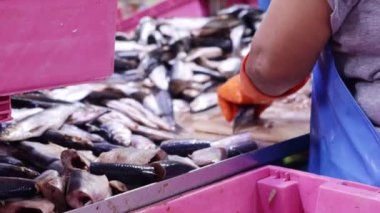 Eldiven takan ve keskin bıçak kullanan kadın işçiler sardalya başlarını kesiyor. Tahta kesiyor. Temiz iş alanı..