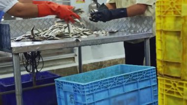 Konserve balık fabrikasının üretim süreci: Lastik eldiven giyen iki kadın işçi konserve balık fabrikası için hammadde olarak kullanmak üzere taze uskumru seçtiler.