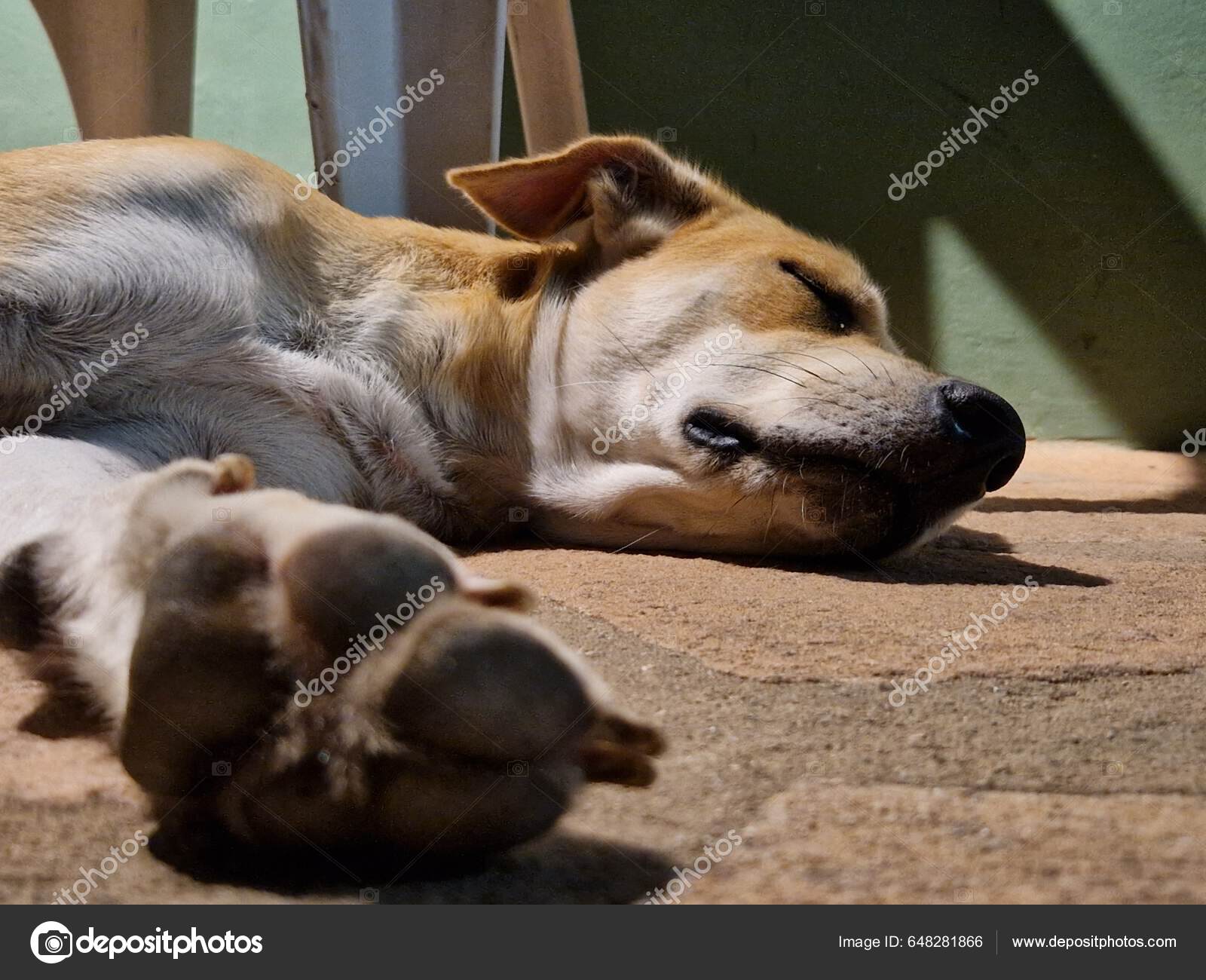 Perro Dormido Tirado Suelo Foto Alta Calidad: fotografía de stock ©  intrepix #648281866 | Depositphotos