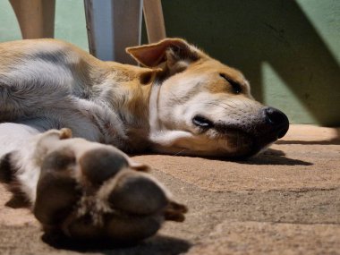 Uyuyan köpek yerde yatıyor. Yüksek kalite fotoğraf