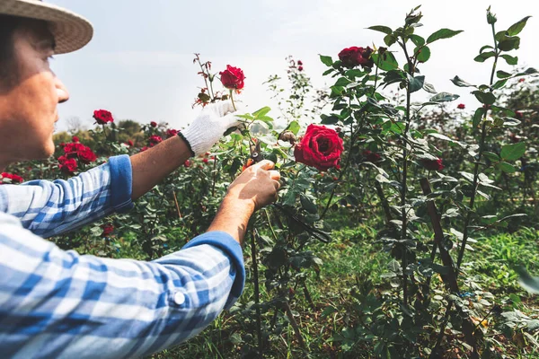 an Asian farmer is pruning a rose that has already bloomed in a rose garden. to people and flower farm concept.