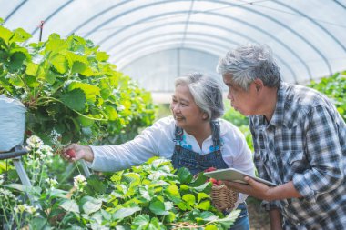 Asian elderly couple Working in the strawberry farm, helping with the harvest. and record growth data of strawberries which they grow organically. to farmer and retirement age concept.