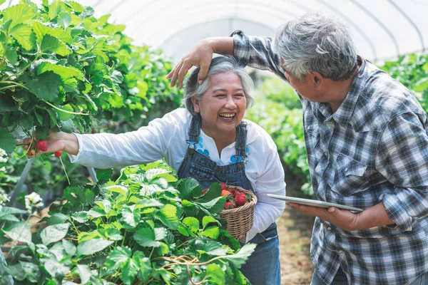 Asian elderly couple Working and happy together in the strawberry farm, helping with the harvest. and record growth data of strawberries which they grow organically. to farmer and retirement age concept.