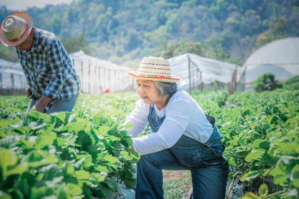 Organik Çilek Çiftçisi Asyalı Yaşlı Bir Kadın Çiftliğinde Çalışıyor Çilek — Stok fotoğraf