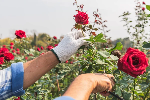 farmer is pruning a rose that has already bloomed in a rose garden. to people and flower farm concept.